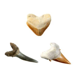 No Brand National Geographic Haaientanden Graaf Set 8 No Brand National Geographic Haaientanden Graaf Set -Speelgoed Verkoopwinkel 1995672 5127df6f